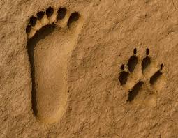 Oldest Evidence of Human-Canine Relationship Found in 26,000-Year-Old Footprints in French Cave