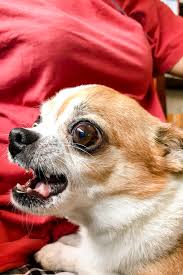Face Angry Chihuahua Breed Dog Threaten Dog Crazy Mad Dog Poisoning Rabies Chihuahua Breeds Chihuahua Puppies Chihuahua Lover English bulldog animal cute face. face angry chihuahua breed dog