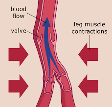 Quad leg muscles anatomy labeled diagram, vector illustration fitness poster. How Can The Heart Be Strong Enough To Pump Blood Up Your Legs Against Gravity Science Questions With Surprising Answers