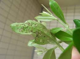 オリーブに害虫 ヘリグロテントウノミハムシ Kochan S ベランダ菜園blog マンションガーデニング 家庭菜園 仙台グルメ キャンペーン情報等