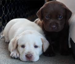 Whitechoclatelabpuppies Cute Animals Cute Dogs Baby Animals