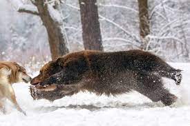 Wolf Doesn T Look Worried I Think The Pack Must Have His Back Look Out Bear Animals Wild Animals Animals Beautiful
