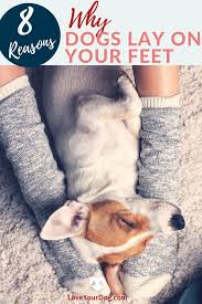 Why Do Dogs Sit Sleep Or Lay On Your Feet Here S 8 Reasons In 2020 Dog Sitting Dog Training Techniques Dog Facts