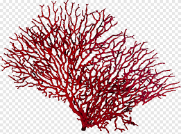 Try to search more transparent images related to metal texture png |. Red Coral Reef Policy Flag Administration Aquarium Coral Invertebrate Corals Branch Twig Png Pngegg