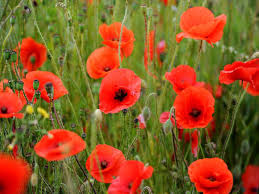 We did not find results for: Poppy Hair Accessories Accessories Valresa Com