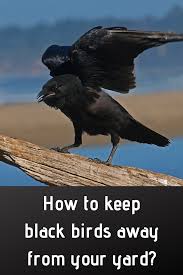 Black Birds You Can Have As Pets How To Keep Black Birds Away From Your Yard Black Bird Bird Feeders Best Bird Feeders