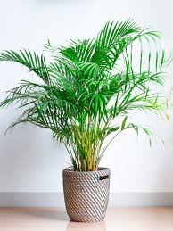 Wander through and you'll discover. Areca Palm Plants How To Grow Areca Palm Houseplant