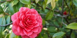 Allevamento Lumache Fai Da Te Guida Tecnica Per Avere Successo Giardinaggio Fiori Animali E Centinaia Di Articoli Passo Passo