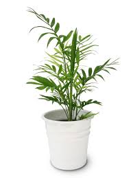 Best indoor flowering plants singapore. 12 Of The Best Plants For Cleaner Indoor Air Plants Cool Plants Best Indoor Plants