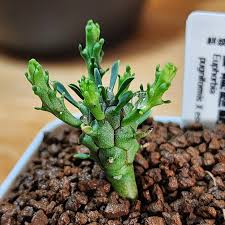Image result for Euphorbia duseimata