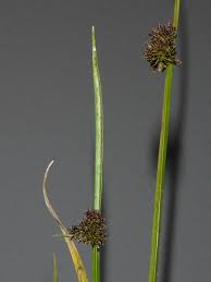 Image result for Cyperus difformis