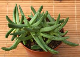 Image result for Hereroa