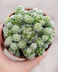 Smartplant Plant Care App On Instagram Cacti Might Look Thorny But These Little Guys Are So Delicate That Their Spin Plants Cacti And Succulents Plant Care
