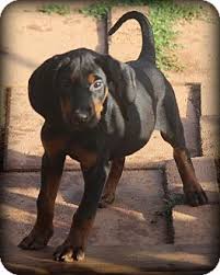 Black And Tan Coonhound For Sale In Sc Adopted Greenville Sc Black And Tan Coonhound Meet Jasmine A Puppy Adopted Http Www Adoptapet Com Pet 13862363 Coonhound Puppy Adoption Black And Tan