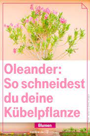 Junge pflanzen sollten spätestens nach zwei jahren erstmals beschnitten werden. Im Kubel Oder Im Gartenbeet Wir Zeigen Dir Wie Du Deinen Oleander Am Besten Zuruckschneidest Oleander Schneiden Blumen Gartenbeet Garten Garten Pflanzen