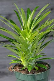 Image result for Pachypodium
