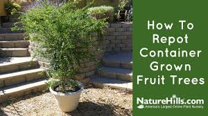 Certain fruit trees can be grown in containers and pots, without needing to be grown in the garden. Repot Fruit Trees Grown In Containers Naturehills Com