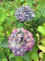 We have beautiful, variegated hydrangea bushes in the back of our house. What Should I Do To Hydrangeas In The Fall Hyannis Country Garden
