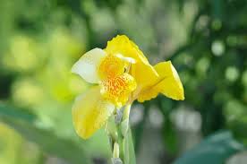 Image result for Cannaceae