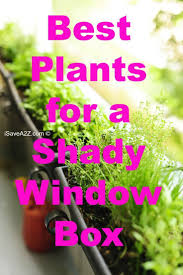 Best flowers for planter boxes in shade. Best Plants For A Shady Window Box Window Box Flowers Window Box Plants Window Box