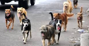 Su mascota no está identificado? estas serán las Multas