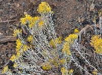Image result for Nesaea ramosa