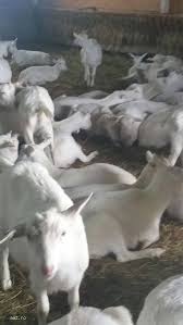 Vânzare bovine de vânzare porci de vânzare cabaline de vânzare pãsãri de curte cumpãr ovine, bovine, porci capre de vânzare alte animale de fermã accesorii capre de lapte producand. Capre Vanzare Jud