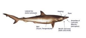 Sharks Smithsonian Ocean