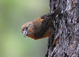 Blue and orange bird indiana. Snow Birds 10 Birds To Look For In Winter