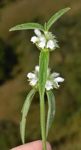 Image result for Leucas