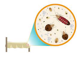 Bed bug extermination, removal & control. Bedbugs Archives Page 3 Of 4 Maine Bed Bugs And Pest Control Maine Bed Bugs And Pest Control