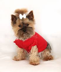 Bright Red Dog T Shirt Dog Tshirt Dog Summer Clothes King Charles Spaniel