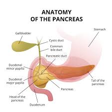 Image result for pancreas location