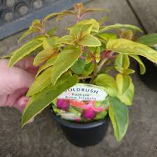 Creamos cuidadosamente para ti un ramo con flores y follaje. Fuchsia Anna Silveria Fuchsia Anna Silveria In Gardentags Plant Encyclopedia