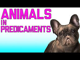 Lift your spirits with funny jokes, trending memes, entertaining gifs, inspiring stories, viral videos, and so much. Animals In Predicaments Animal Fails Mar 2018 Failarmy Youtube