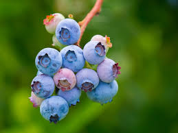 Yaban mersini kurusu ve extraktının etken maddeleri. Blueberry Kurusu Nedir Faydalari Nelerdir Blueberry Kurusu