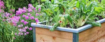 Weitere ideen zu hochbeet, garten, garten hochbeet. Der Perfekte Standort Fur Dein Hochbeet Coop Bau Hobby