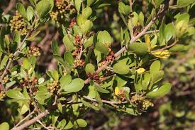 Image result for Searsia lucida