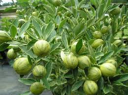 But the leafy canopy from under which sir isaac newton was to form his theory on gravitational force, will soon no longer. Centennial Kumquat Tree Just Fruits And Exotics