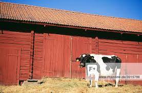 Eine Kuh Stellung durch eine Scheune Va Rmland Schweden