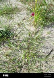 Image result for Sesamum alatum