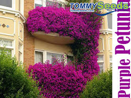 (p) pkt of 35 seeds. Hanging Purple Petunia Flower Seed Fragrant Garden Ornamental Flowers Land Miracle Tommy Seeds