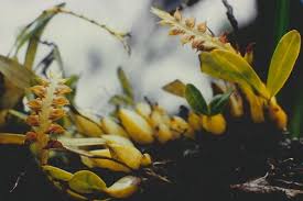 Image result for Bulbophyllum unifoliatum