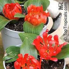 Image result for Daubenya