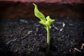 Can Plants Grow In Compost Only Learn About Growing Plants In Pure Compost