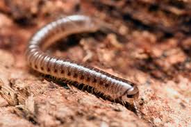 Image result for Cylindropsis