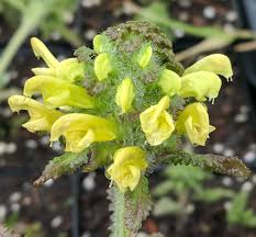 Image result for Potentilla simplex