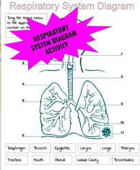 Diagram of the human nervous system (infographic). Respiratory System Diagram Worksheets Teaching Resources Tpt