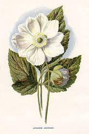 Japanese Anemone By Hulme Small Botanical Painting Flower Illustration Botanical Drawings