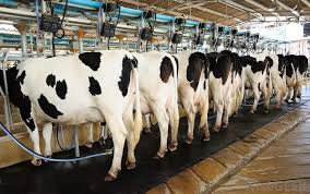 In this video, i shine a light on all of our. African Farm Resource Centre Things That Make Dairy Farming Profitable Dairy Farming Has Gained Currency Across The Country With Many Keeping The Animals Under The Zero Grazing System However What Does It